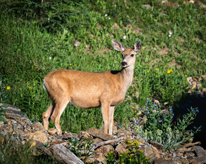 Deer in Rocky Mountain National Park, Colorado. 