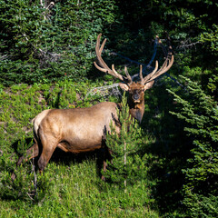 Bull Elk in the forest of Rocky Mountain National Park, Colorado.