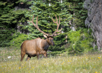 Bull Elk in the Colorado Rockies. 
