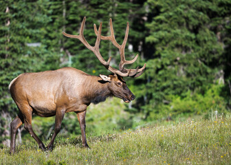 Bull Elk in Rocky Mountain National Park, Colorado. 