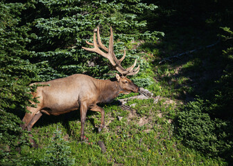Bull Elk coming out of the forest in Rocky Mountain National Park, Colorado. 