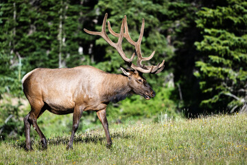 Bull Elk in Rocky Mountain National Park. Colorado