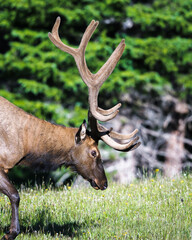 Close up portrait of a Bull Elk in Rocky Mountain National Park, Colorado. 
