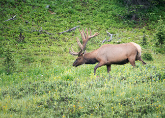 Elk in the Colorado mountains of Rocky National Park
