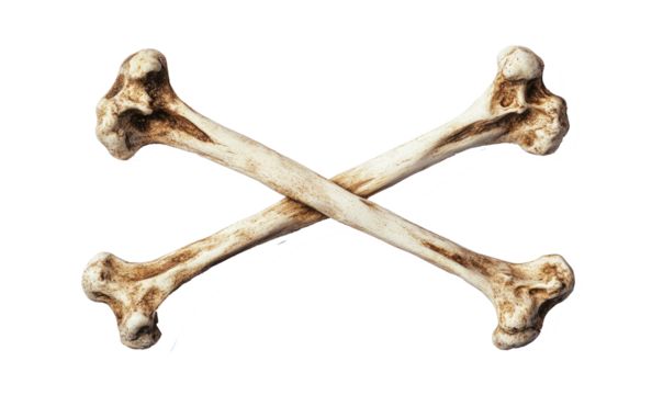 Two crossed bones isolated on a transparent on transparent background