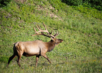 Big Bull Elk in Rocky Mountain National Park