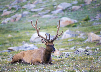 Bull Elk laying in Alpine Meadow