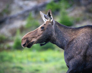 Female Cow Moose, Rocky Mountain national Park, Colorado. 