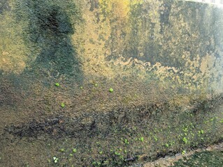 Old gray stone wall with green moss texture background	