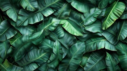 Obraz premium Lush green banana leaves creating a natural tropical background pattern