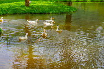 Duck Swimming Peacefully in a Natural Pond Surrounded by Lush Greenery