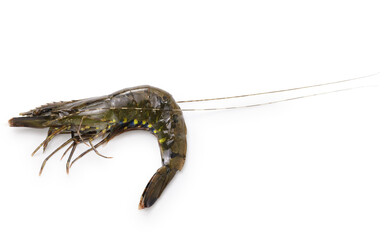 Live wild giant tiger prawn