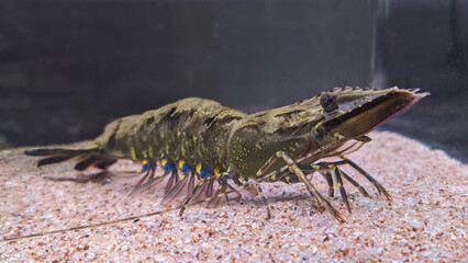 Live wild giant tiger prawn in an aquarium.