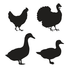 Collection of a black silhouettes of a domestic farm birds - chicken, turkey, goose, duck. Vector illustration isolated on white background