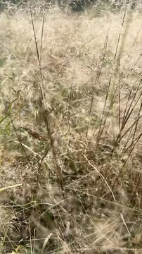 Reeds - wild grass sway from wind on nature autumn field. Slow motion. High quality 4k footage