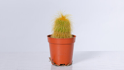 Indoor plant isolated on white