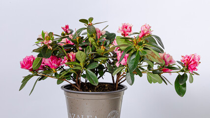 Indoor plant isolated on white