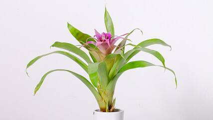 Indoor plant isolated on white