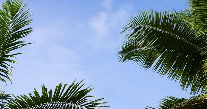 palm tree against sky Low angle view sun bright morning summer. Coconut palm trees leaf through sunbeam view frame copy space. 