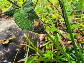 Obraz premium Rare green Orb weaver spider on a green leaf in the forest