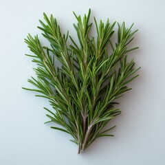 Fototapeta premium Fresh Sprigs of Rosemary on a White Background