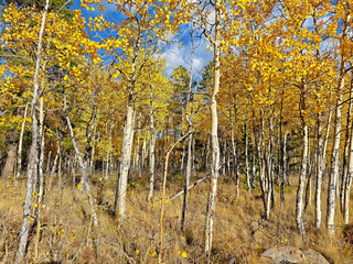 Fall colors and Foliage in Kenosha Pass Highway 285, Colorado.