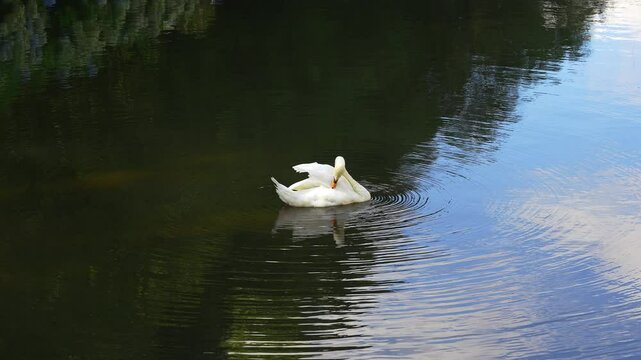 White swan grooming its feathers with its beak while swimming in the crystal clear water pond, Pazo de Oca, Galicia
