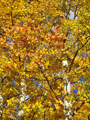 Fall colors and Foliage in Kenosha Pass Highway 285, Colorado.