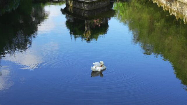 White swan grooming its feathers with its beak while swimming in the crystal clear water pond, Pazo de Oca, Galicia