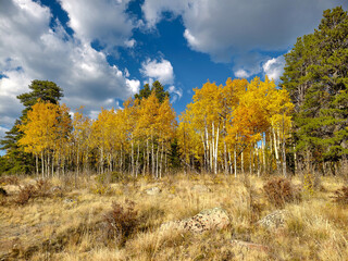 Fototapeta premium Fall colors and Foliage in Kenosha Pass Highway 285, Colorado.