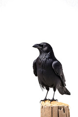 Fototapeta premium isolated crow on timber with white background.