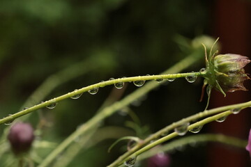 rain drops on a flower stem close up