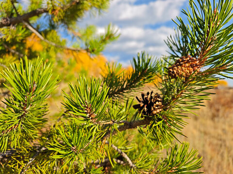 Fall colors and Foliage in Kenosha Pass Highway 285, Colorado.