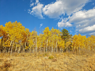 Fall colors and Foliage in Kenosha Pass Highway 285, Colorado.