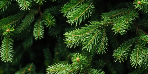 Close-up shot of lush evergreen conifer branches.