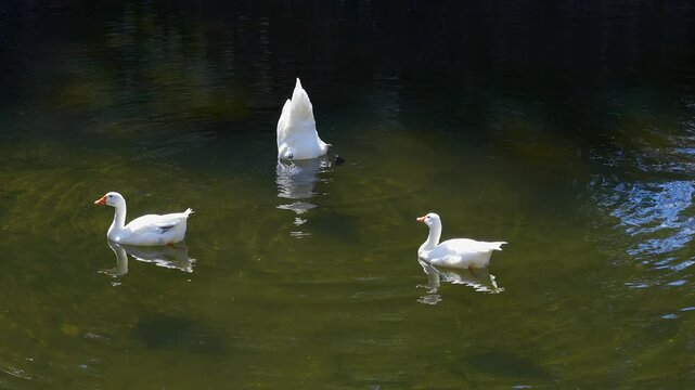 White swan sticking its head under water to look for food at the bottom of the pond, Pazo de Oca, Galicia.