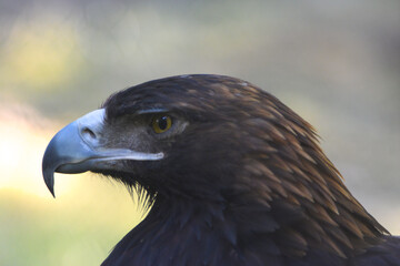 aquila reale
