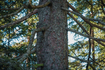 Fototapeta premium tree in the forest