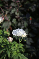 Macro image of a white Everlasting flower, Northamptonshire England
