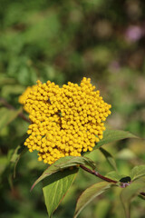 Macro image of a Yarrow bloom, Oxfordshire England
