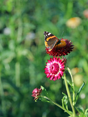 Red Admiral butterfly resting on a Red Everlasting Flower bloom, Northamptonshire England
