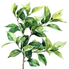 Watercolor Bush. Beautiful Hand Painted Plant with Green Leaves