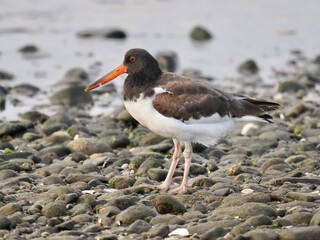 Juvenile American Oystercatcher in early fall on the New England coast