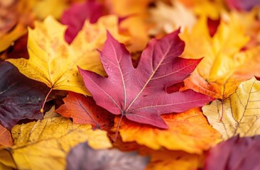 A vibrant collection of autumn leaves in shades of red, yellow, and orange on the ground