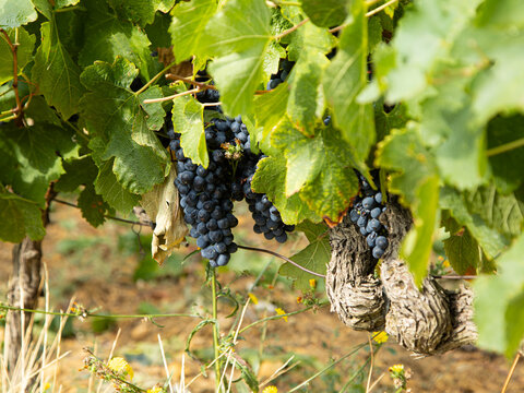 Suzette grapes on vine