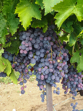 Suzette grapes on vine
