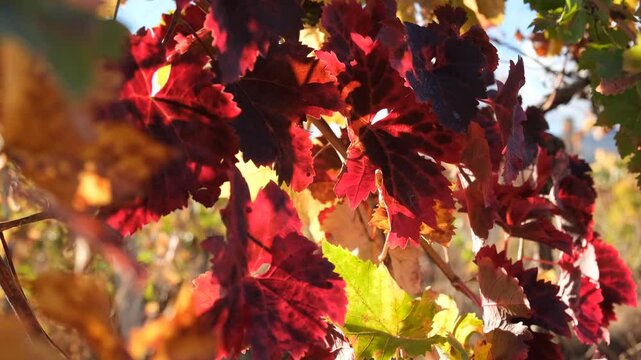 Vine red leaf close-up on a blurry background. Colorful autumn background. Leaves in bright sunlight view from below. Ripe grapes, the concept of harvesting, maturation. Full frame red-orange leaves