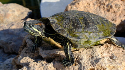 Semiaquatic turtle pond slider (Trachemys scripta), Greece, Syros island, Azolimnos