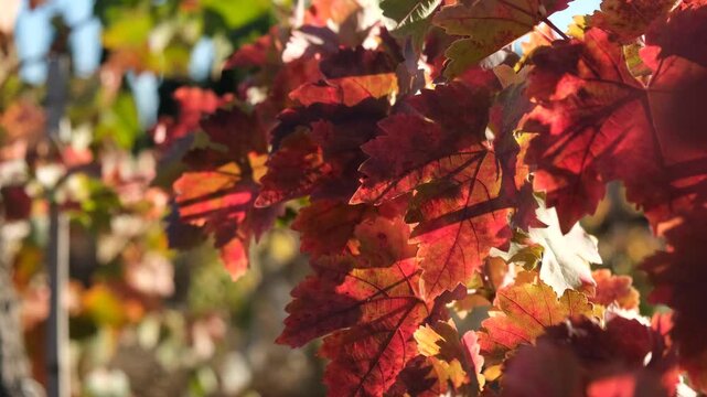 Vine red leaf close-up on a blurry background. Colorful autumn background. Leaves in bright sunlight view from below. Ripe grapes, the concept of harvesting, maturation. Full frame red-orange leaves
