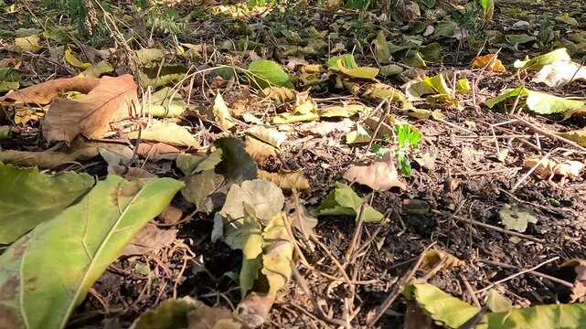 autumn leaves on the ground. dry autumn leaves. autumn nature. beautiful sunny autumn.